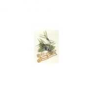 Palmera