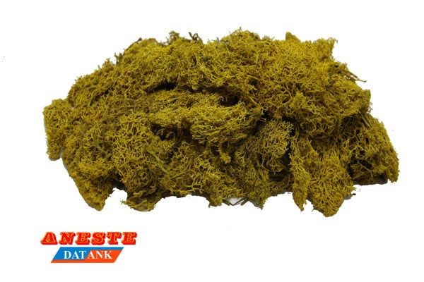 Musgo Islamond 60gr
